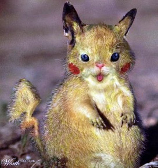 Pikachu en estado salvaje