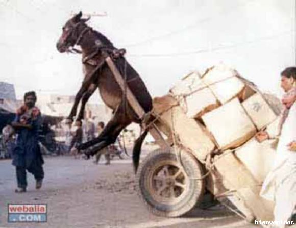 el burro volador jejeje