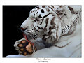 Tigre Blanco
