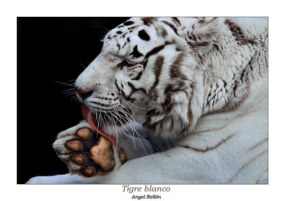 Tigre Blanco