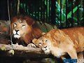 LEONES