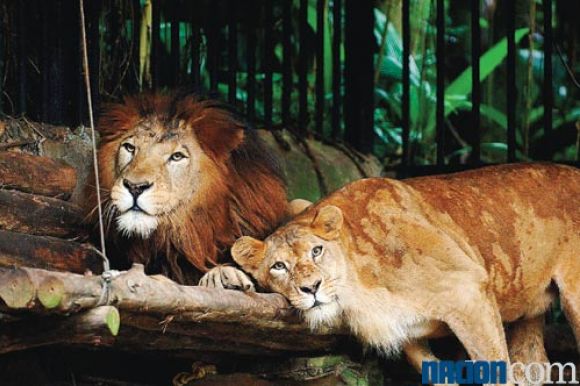 LEONES