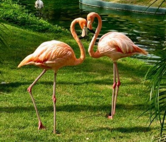 CORAZON DE FLAMENCOS