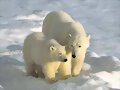 OSO POLAR