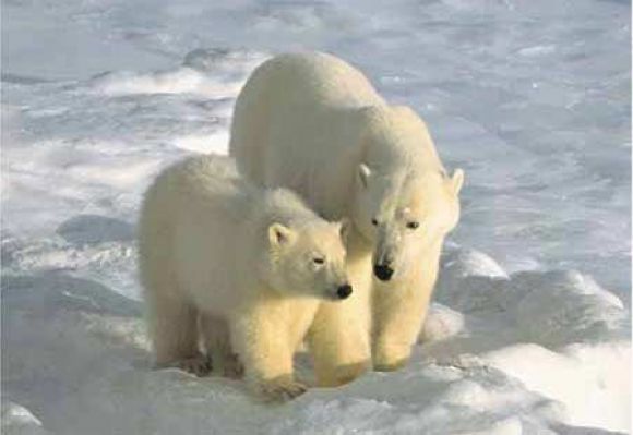 OSO POLAR