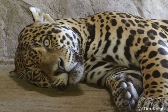JAGUAR