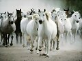 CABALLOS