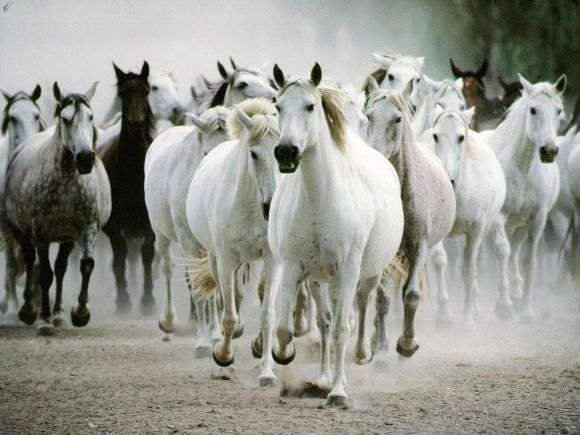 CABALLOS