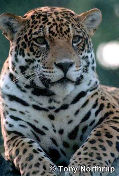 JAGUAR