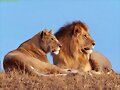 LEON Y LEONA