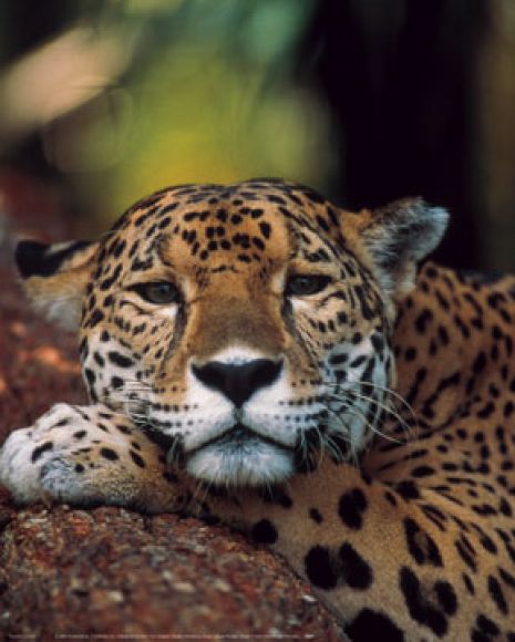 JAGUAR