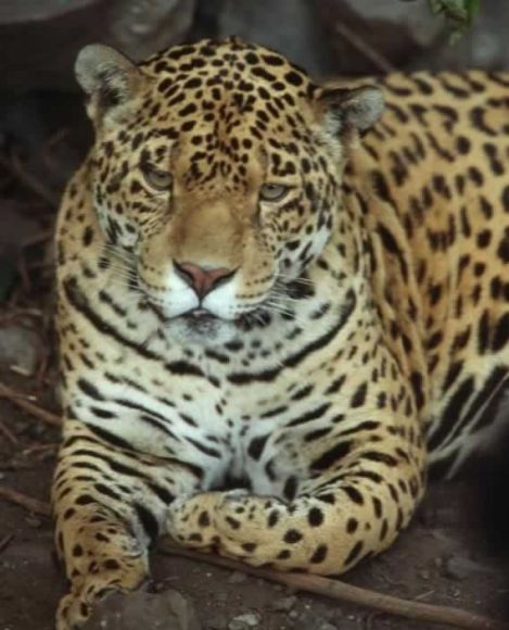 JAGUAR