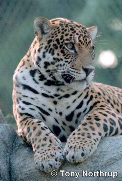 JAGUAR