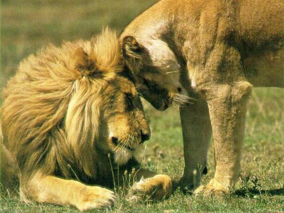 LEON Y LEONA