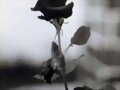Roussss------bella flor!!*!