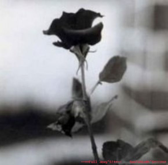 Roussss------bella flor!!*!
