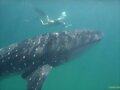 Tibur&oacute;n ballena
