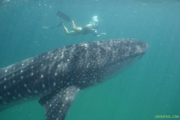 Tiburón ballena