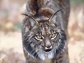 Lince Ib&eacute;rico