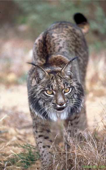 Lince Ibérico