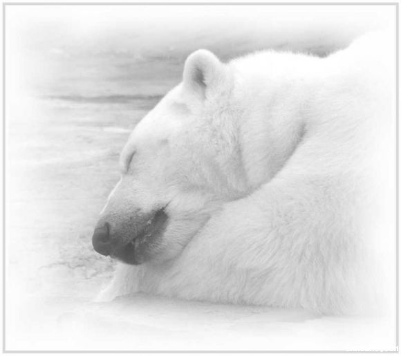 oso blanco