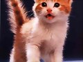 Gato