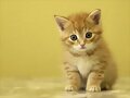 Gatito