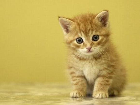 Gatito