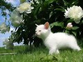 Gato flor