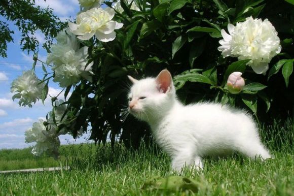 Gato flor