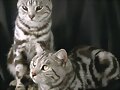 Gatos