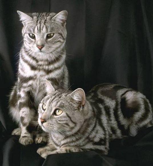 Gatos