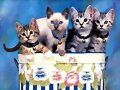 Gatitos