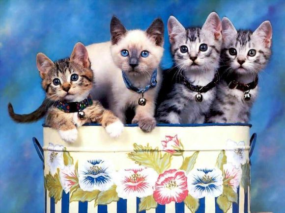 Gatitos