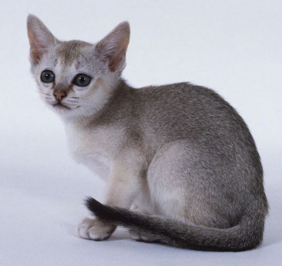Gatito ^^