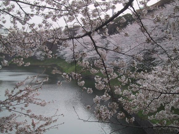 **...Cerezos en Japón...**