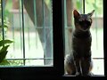 SIEMPRE EN LA VENTANA