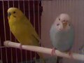 lim&oacute;n y korni