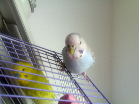KORNI Y LIMÓN