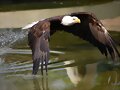 Aguila pescadora