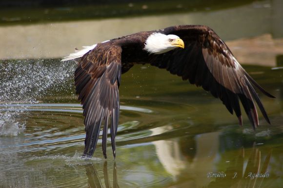 Aguila pescadora