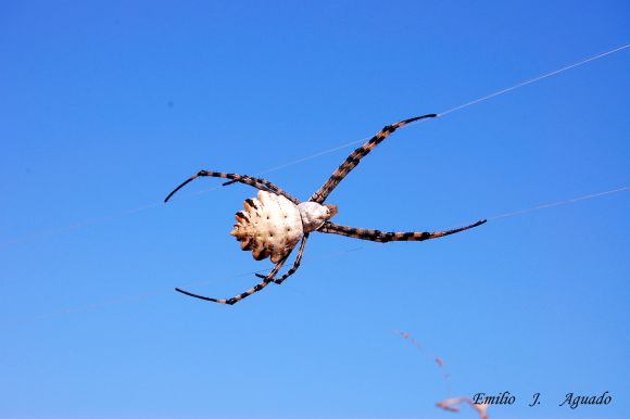 araña
