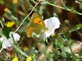 Mariposa