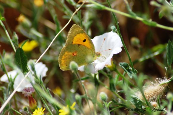 Mariposa