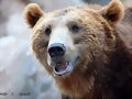 Oso pardo