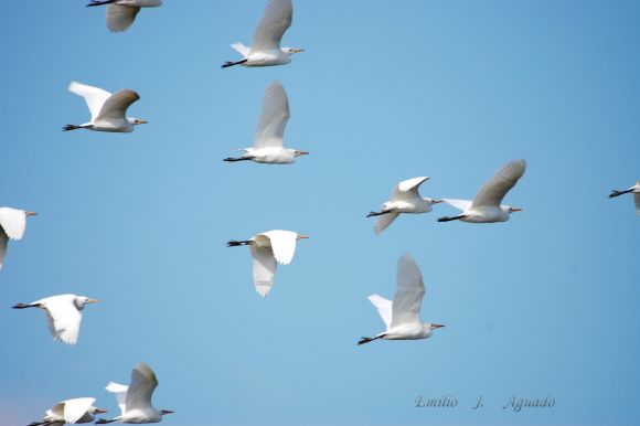 Garzas blancas