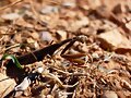 Mantis religiosa