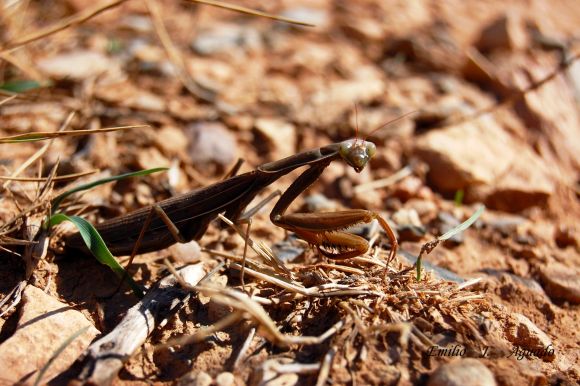 Mantis religiosa
