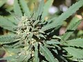 la planta de la discordia