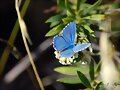 mariposa azul
